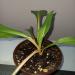 Sadnice - sobne biljke: HLOROFITUM-Chlorophytum orchidastrum Green Orange, slika3
